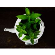 Peppermint Essential Oil - USDA Certified Organic