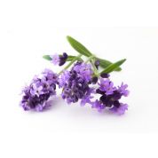 Lavender Essential Oil - Virgin Organic