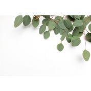 Eucalyptus Essential Oil - USDA Certified Organic